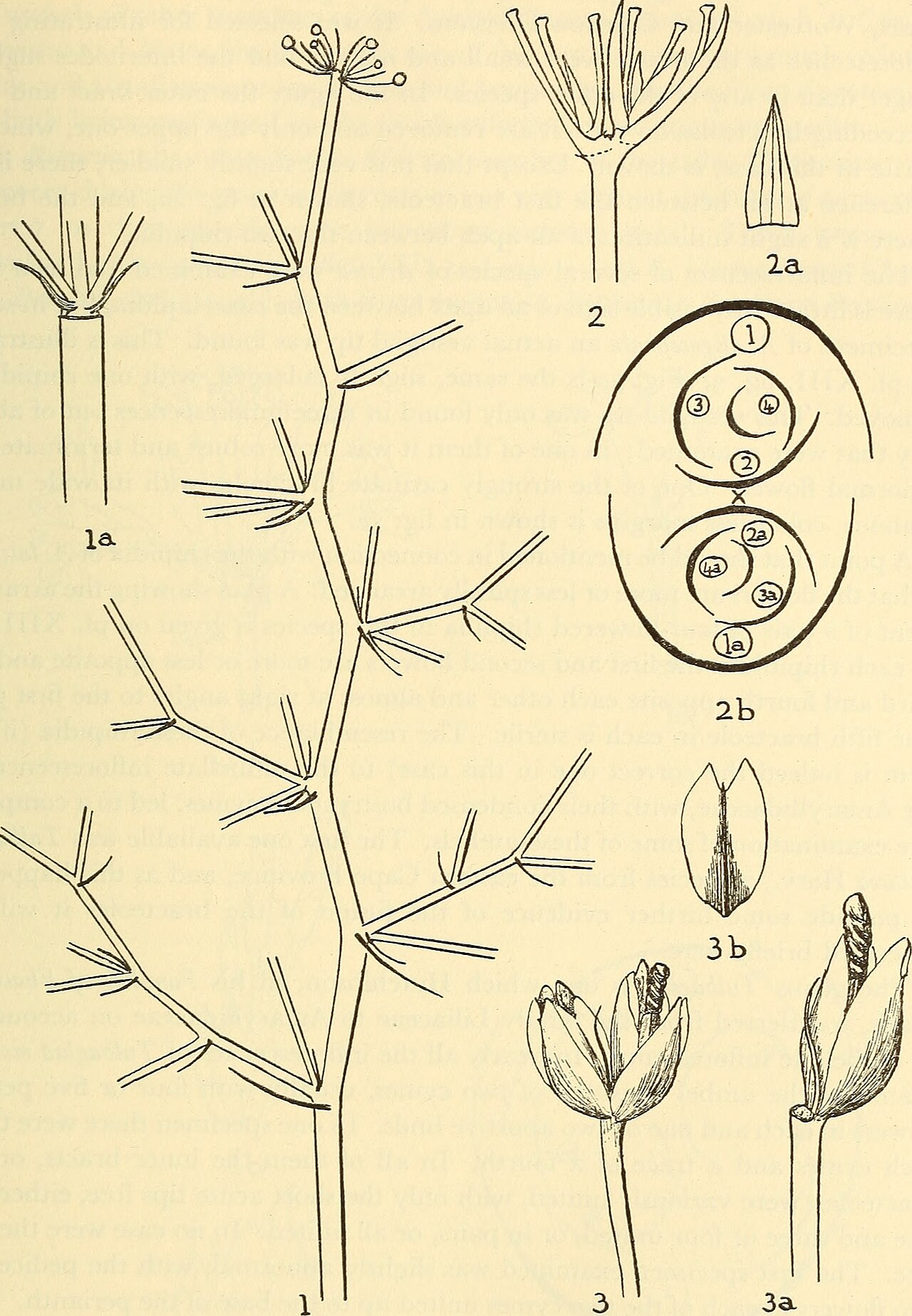 Aristea capitata