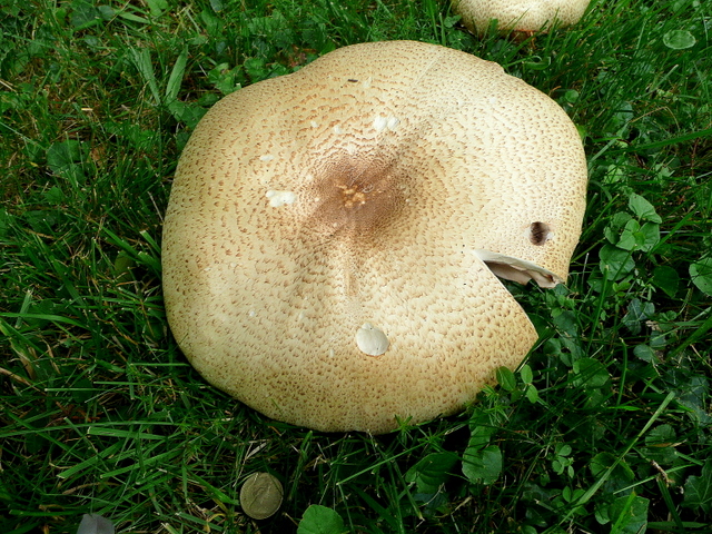 Macrolepiota procera