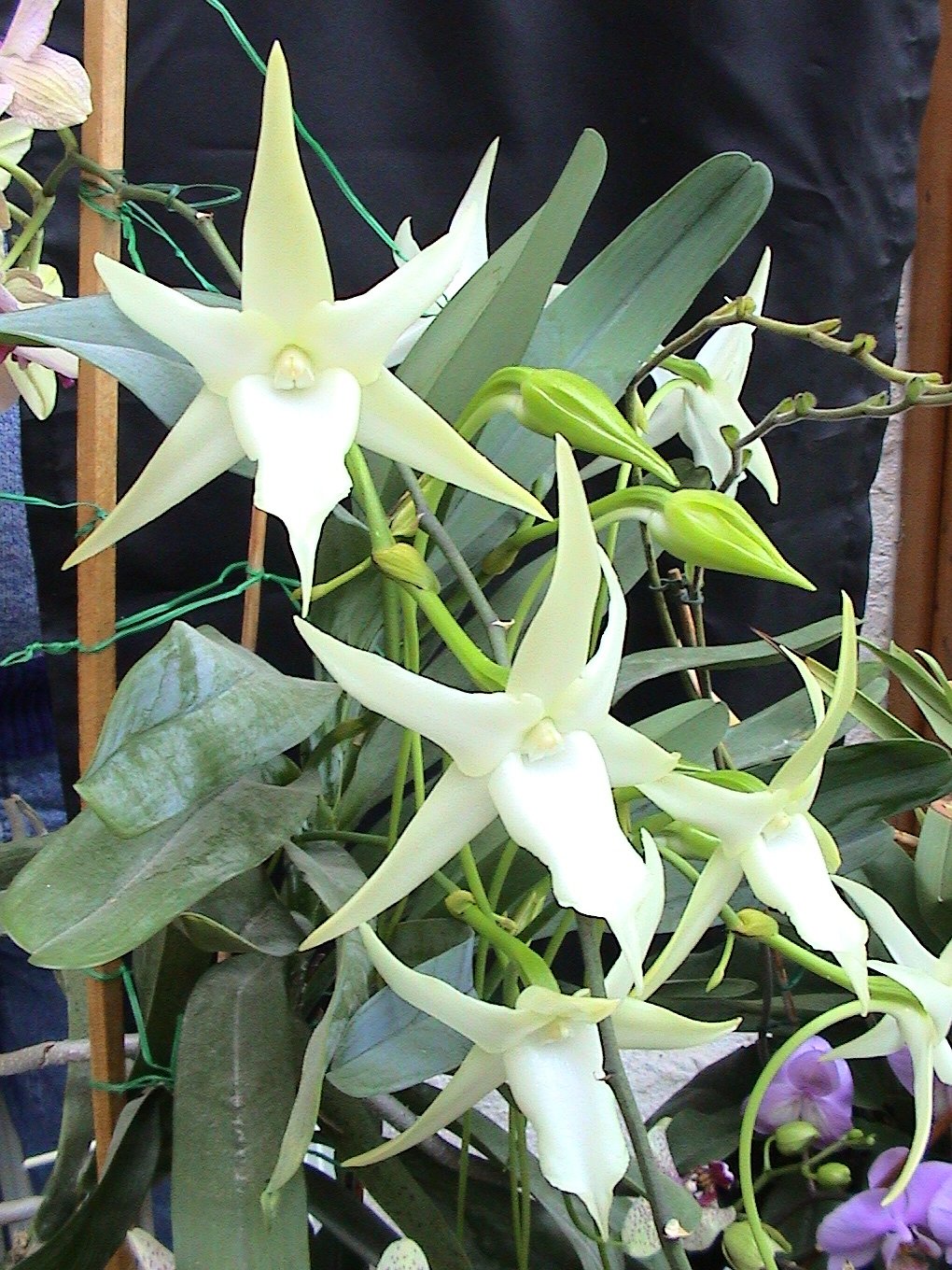 Darwin's orchid