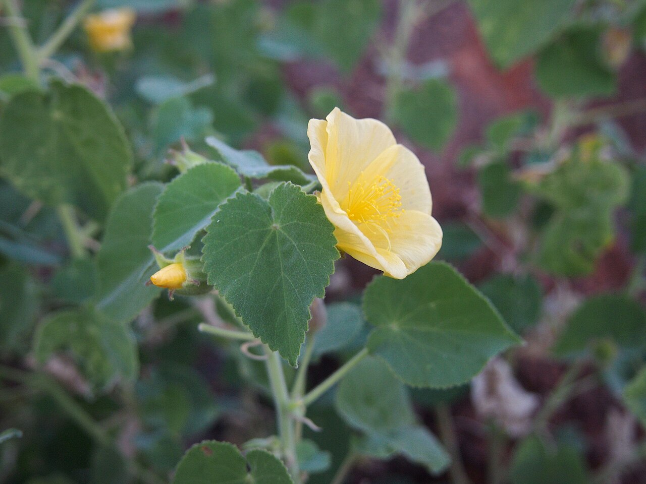 Abutilon fraseri