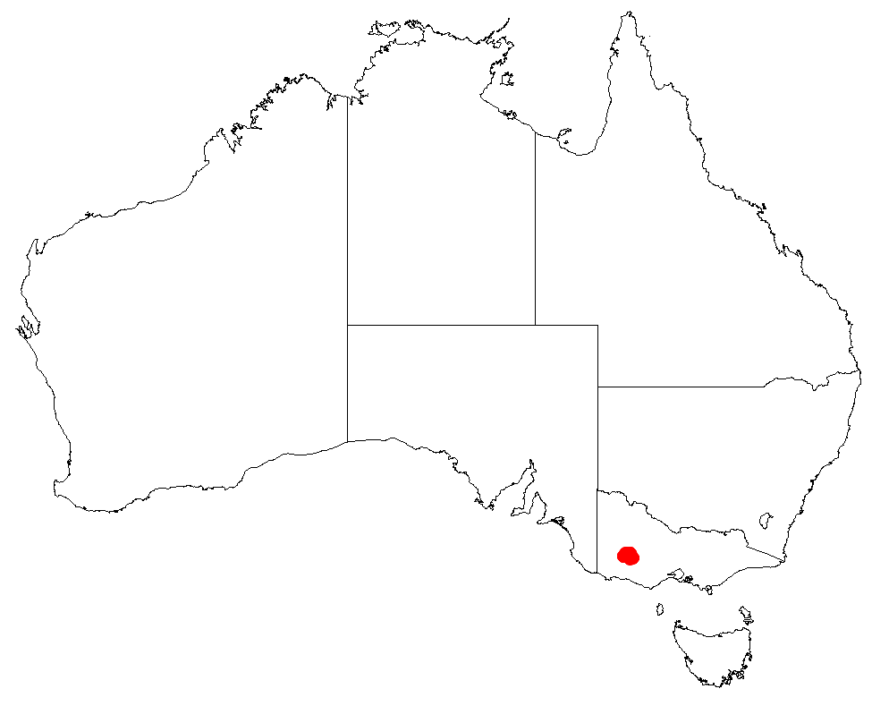 Bossiaea rosmarinifolia