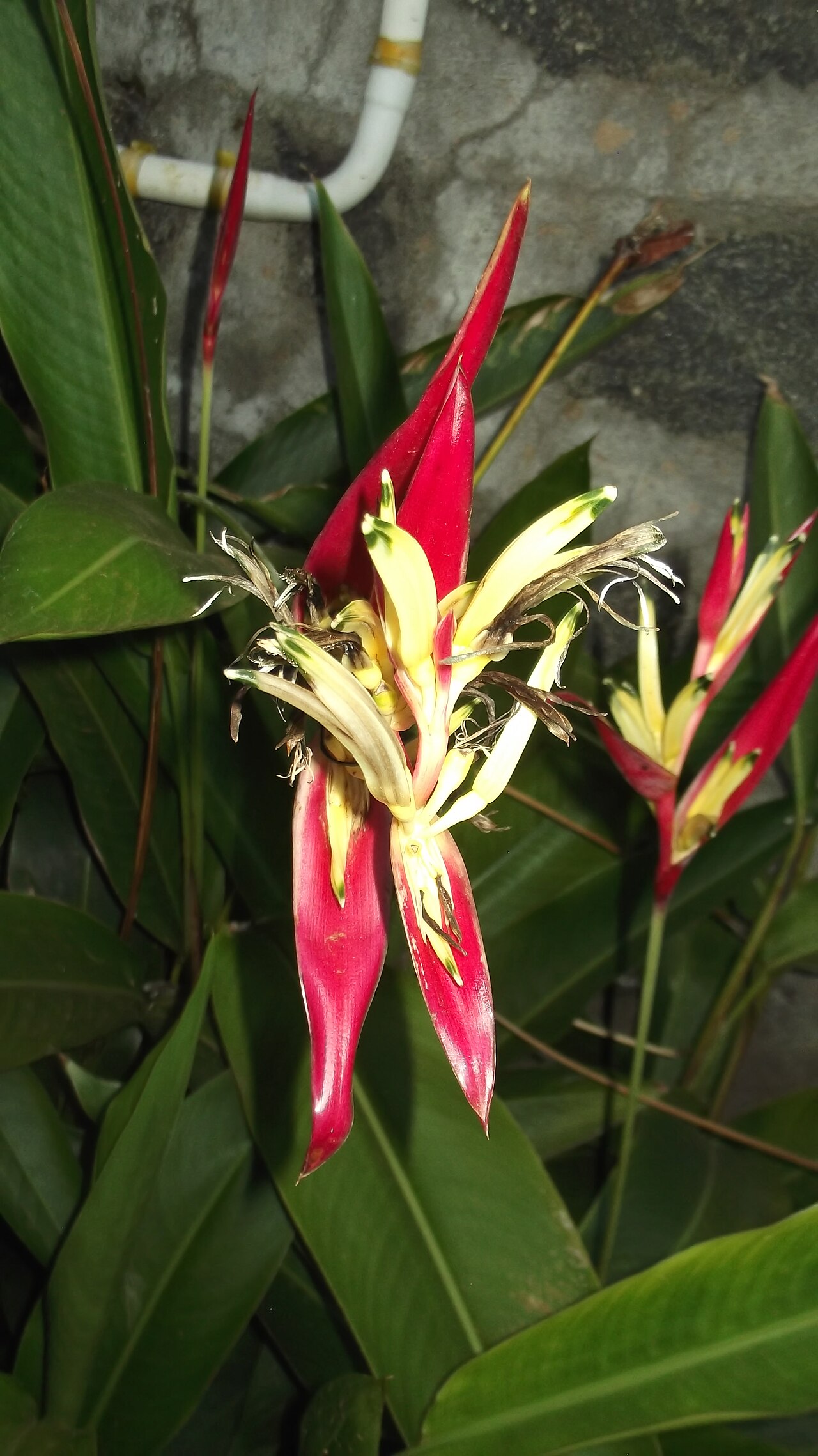 Heliconia acuminata