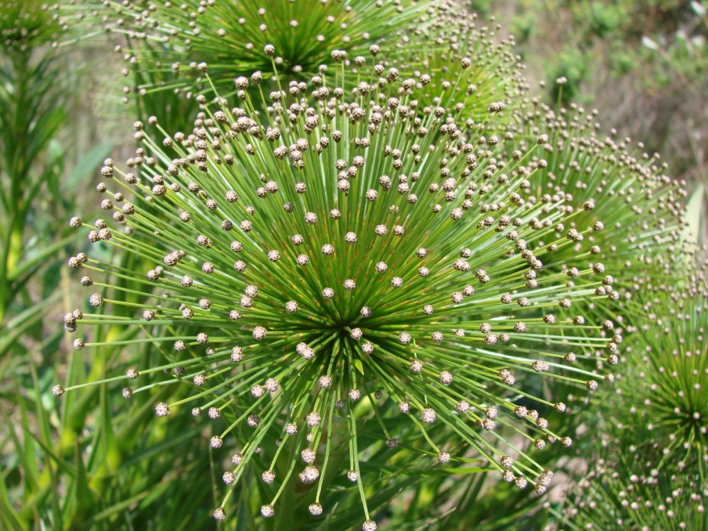 Paepalanthus actinocephaloides