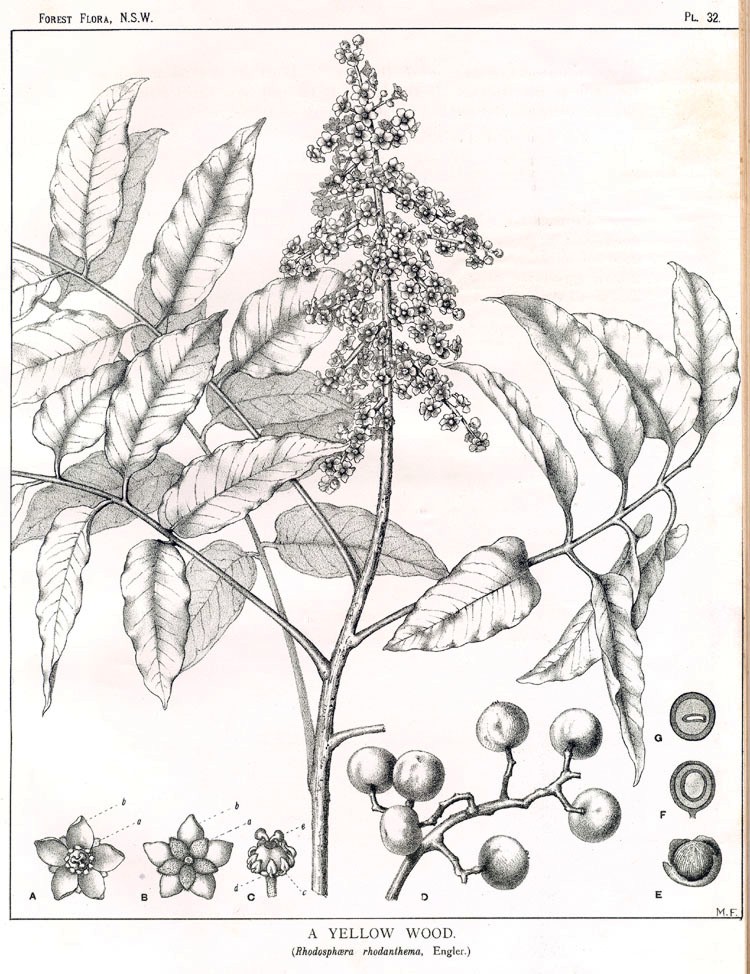 Rhodosphaera rhodanthema