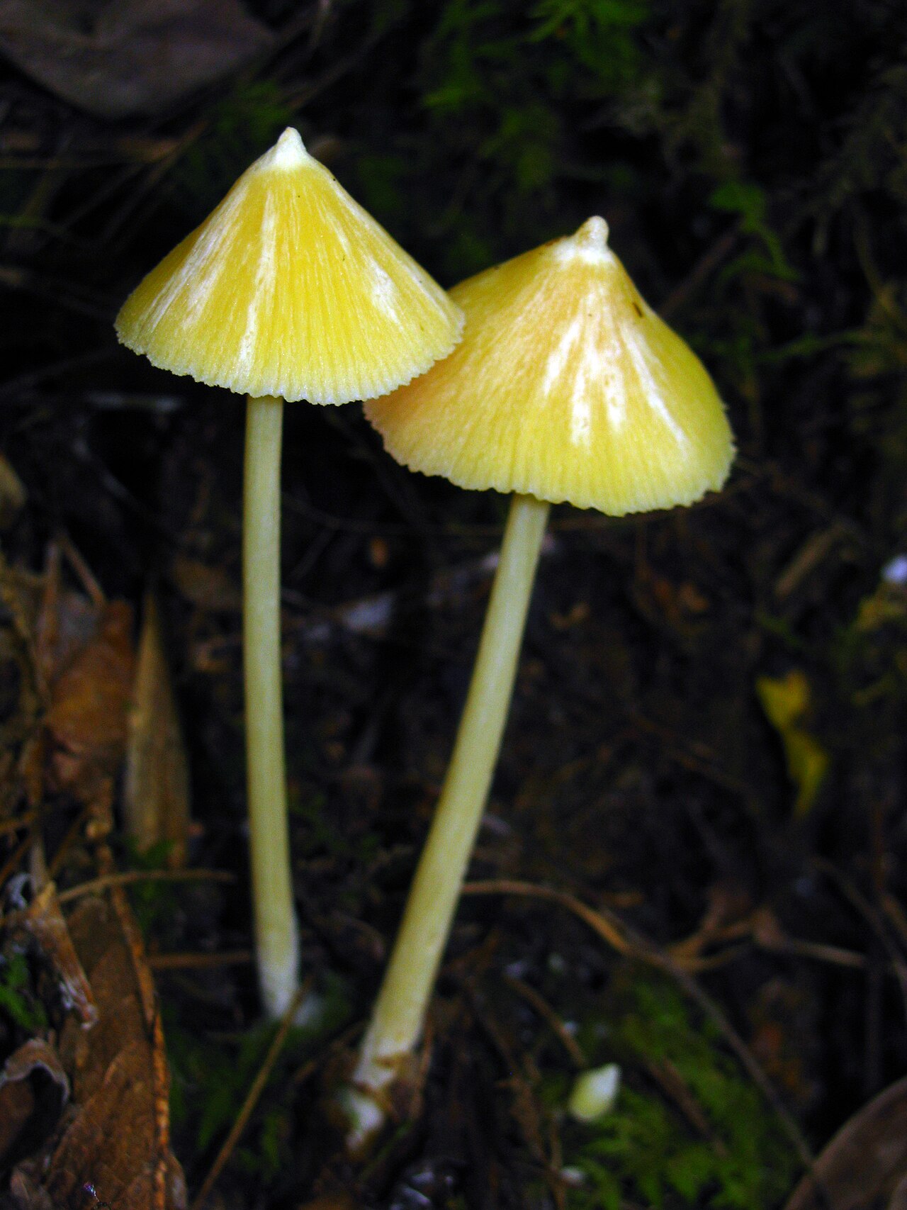 Yellow unicorn Entoloma or the unicorn p