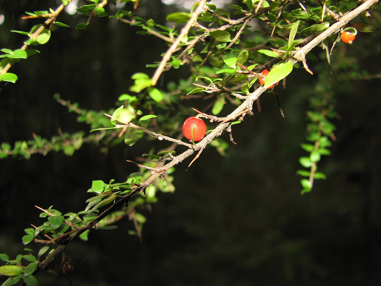 Coprosma quadrifida