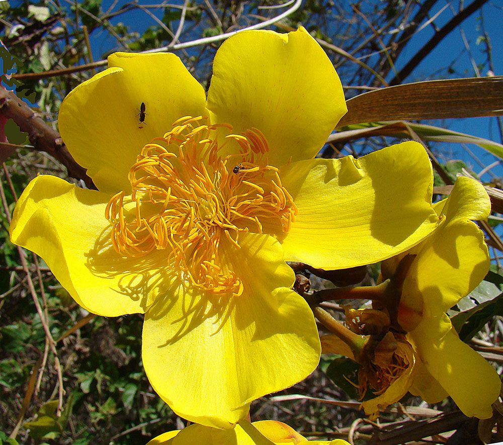 Cochlospermum vitifolium
