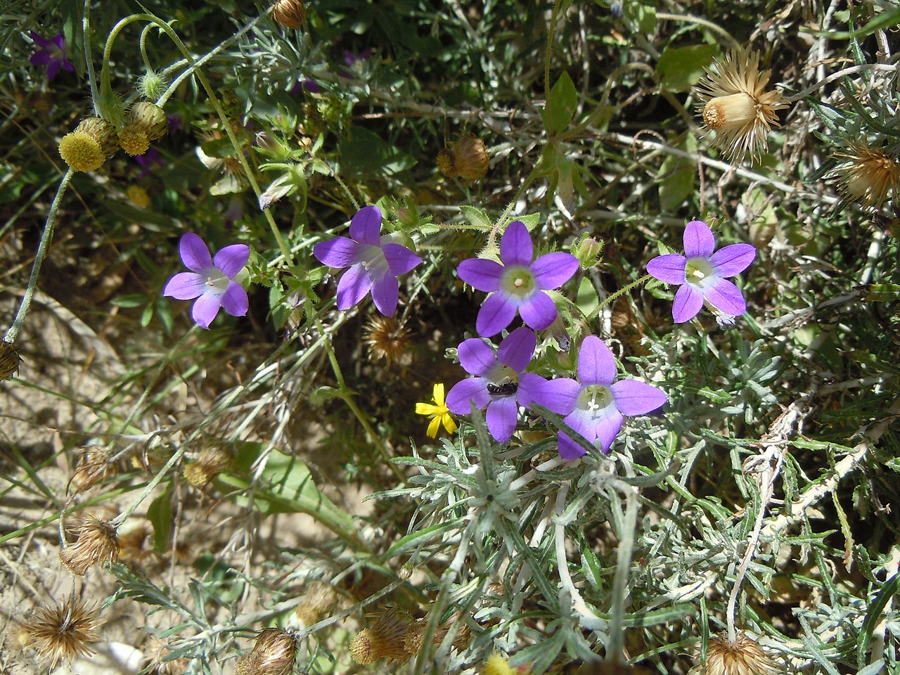 Campanula drabifolia