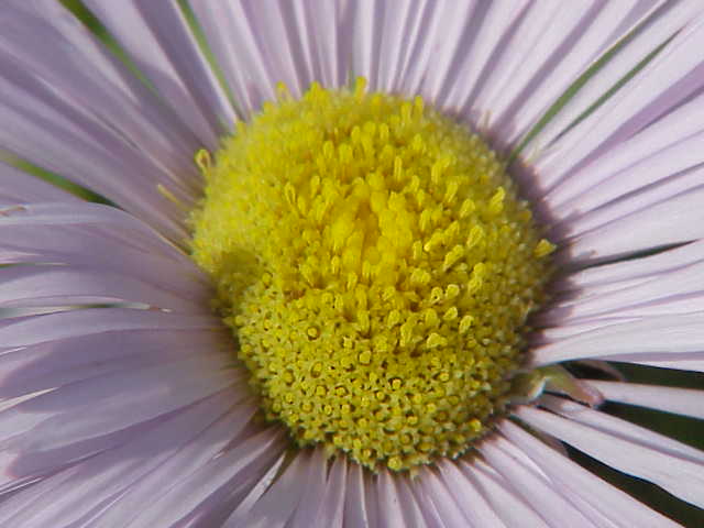 Erigeron aurantiacus