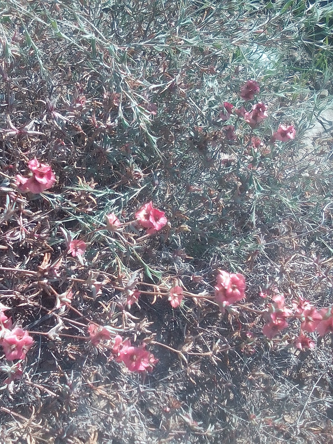 Salsola halimocnemis