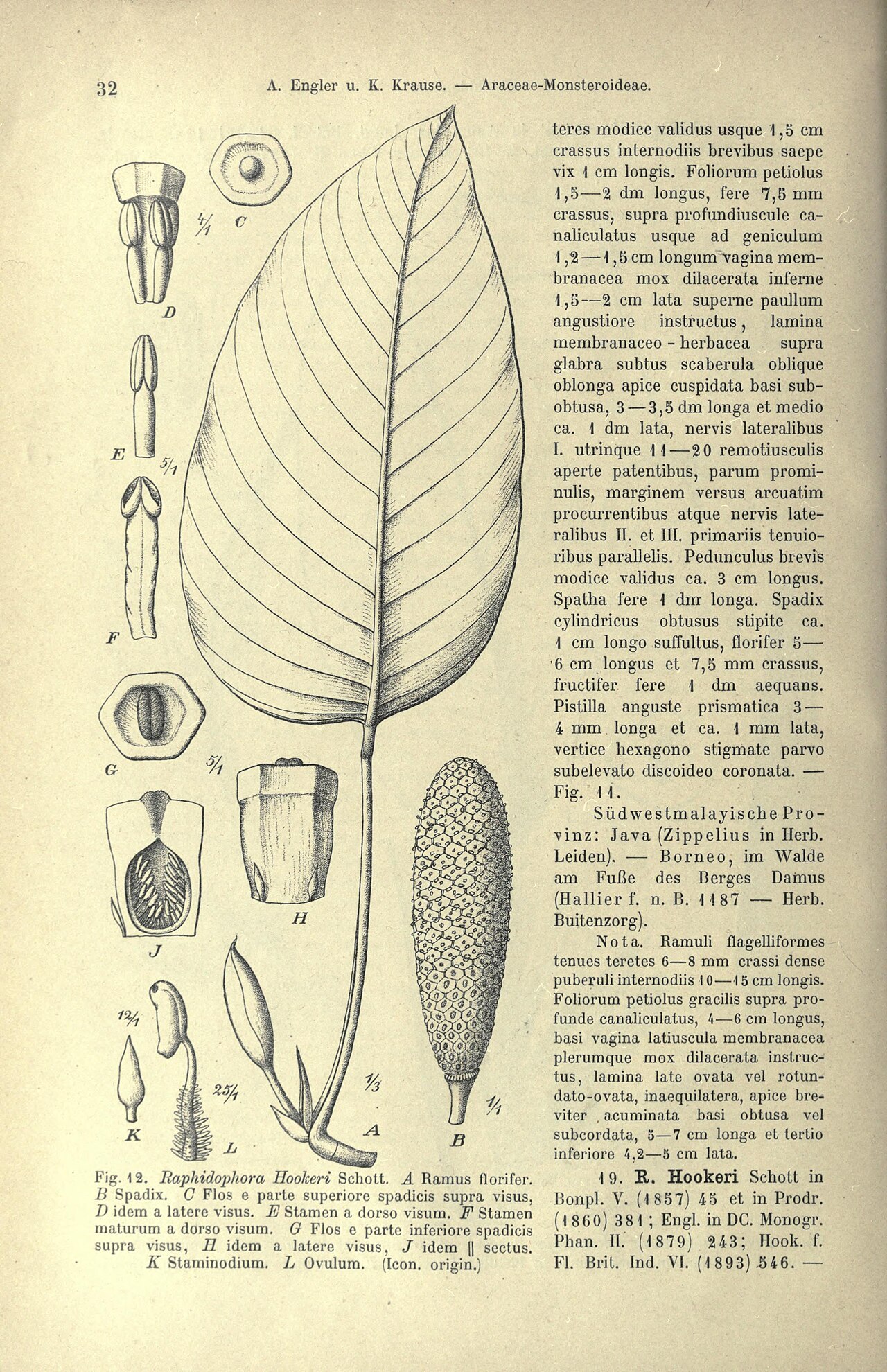 Rhaphidophora hookeri
