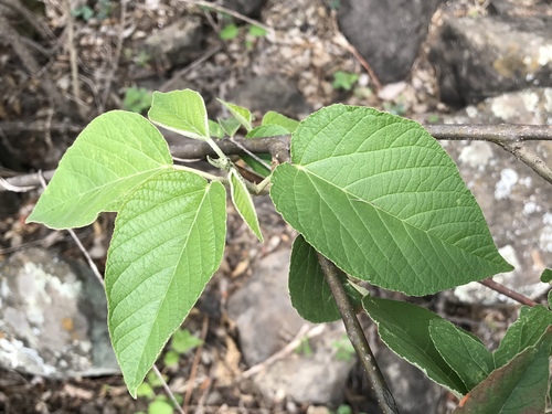 Croton atrostellatus