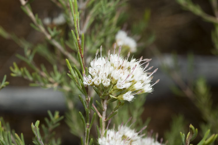 Homoranthus wilhelmii