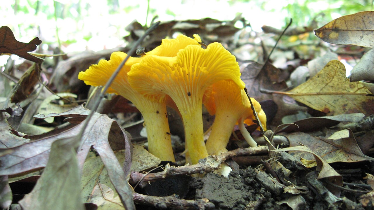 Cantharellus flavus