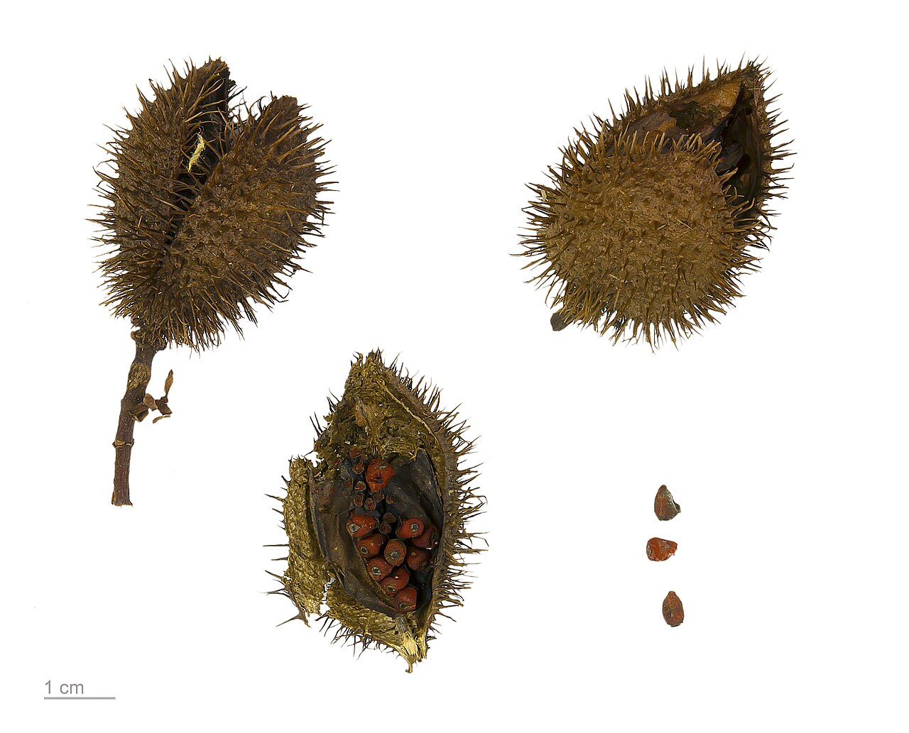 Achiote