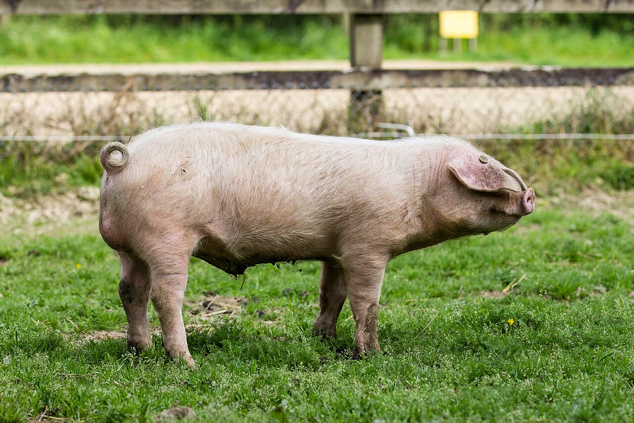 Blanc de l'Ouest pig