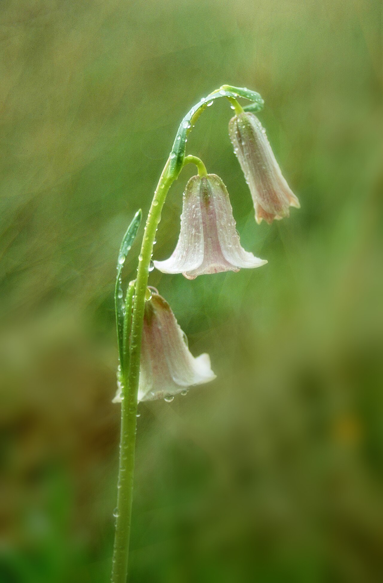 Fritillaria striata