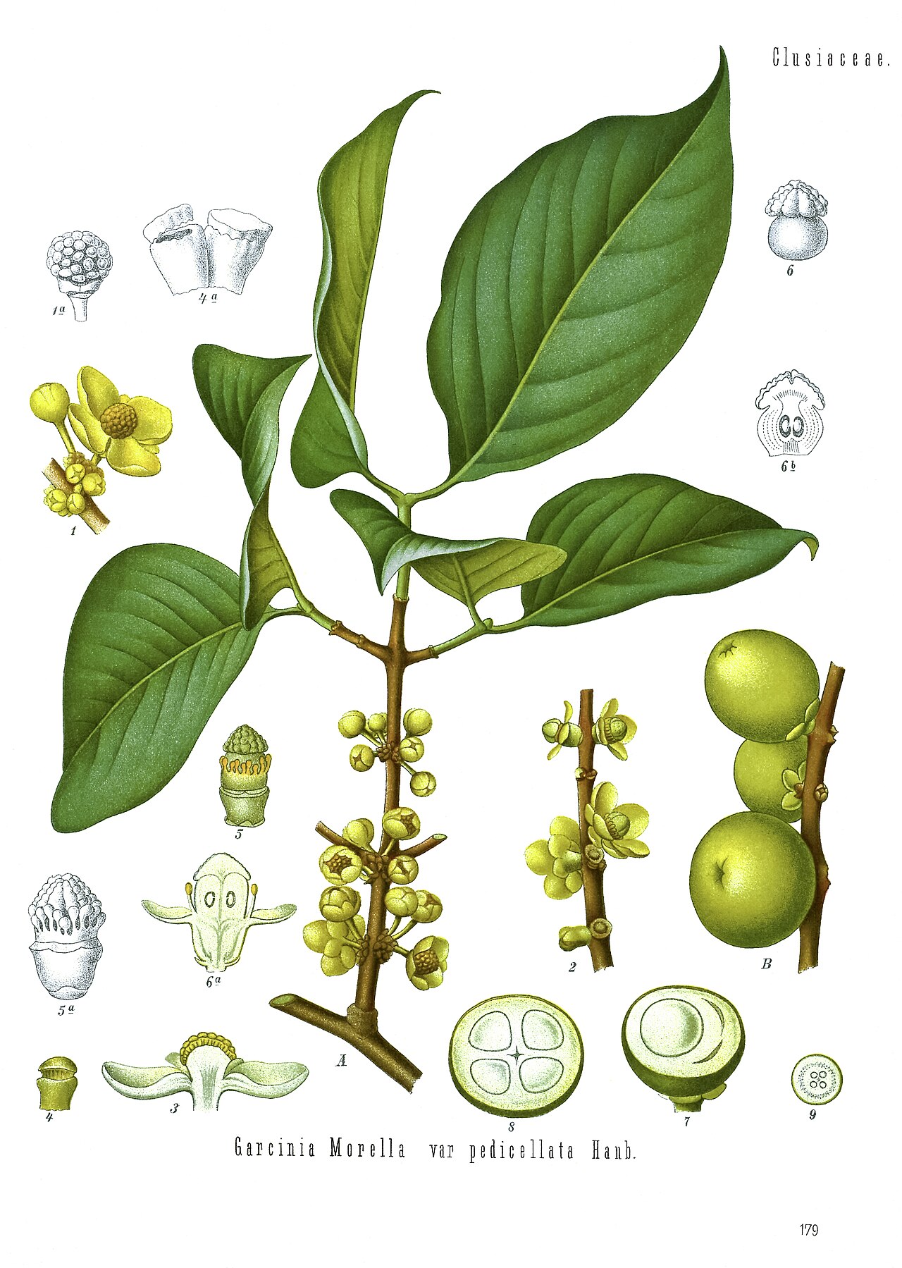 Garcinia cambogia