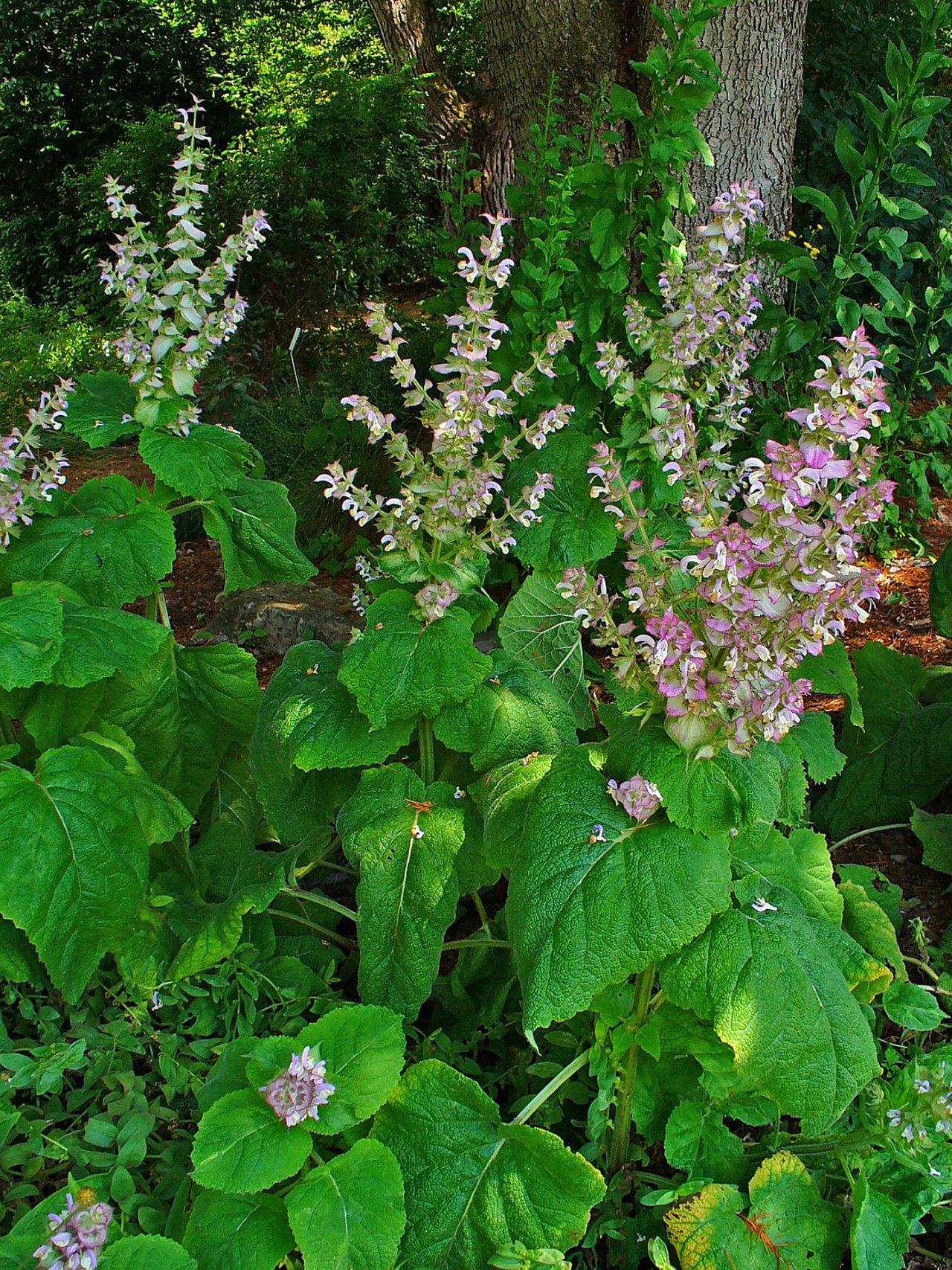 Salvia sclarea