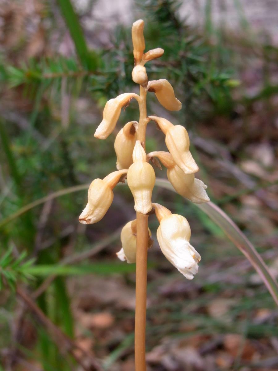 Cinnamon bells or common potato orchid i