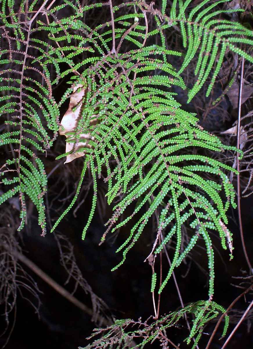 Pouched coral fern or tangle fern