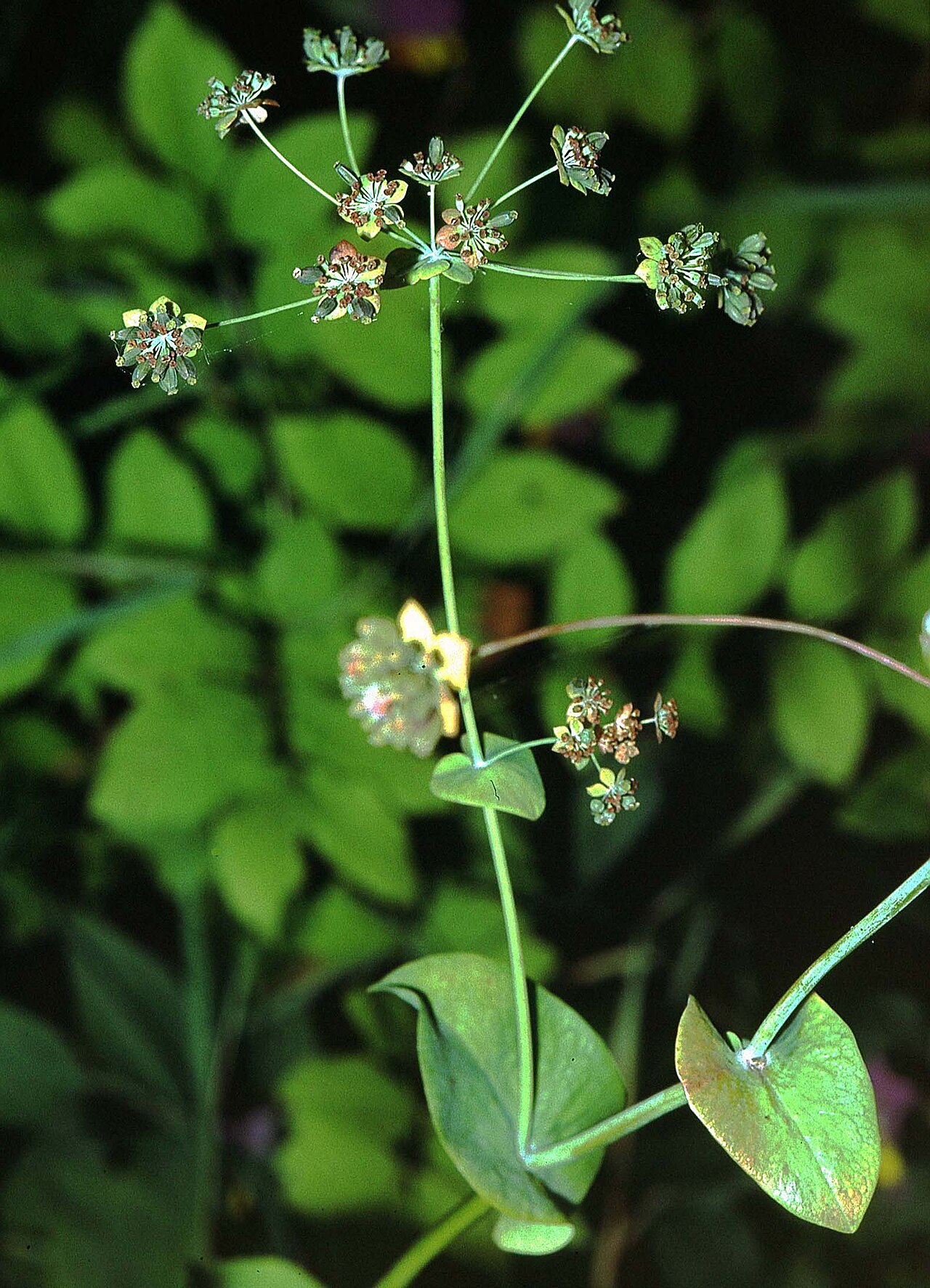 Bupleurum longifolium