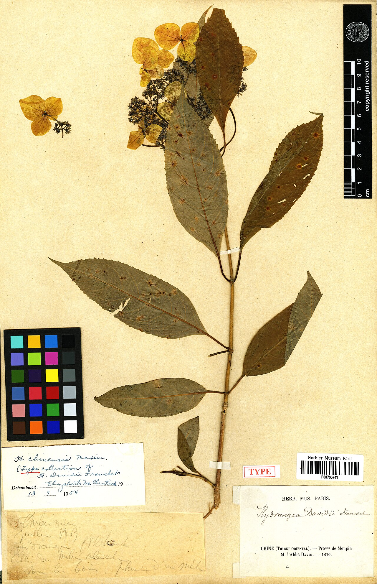 Hydrangea davidii