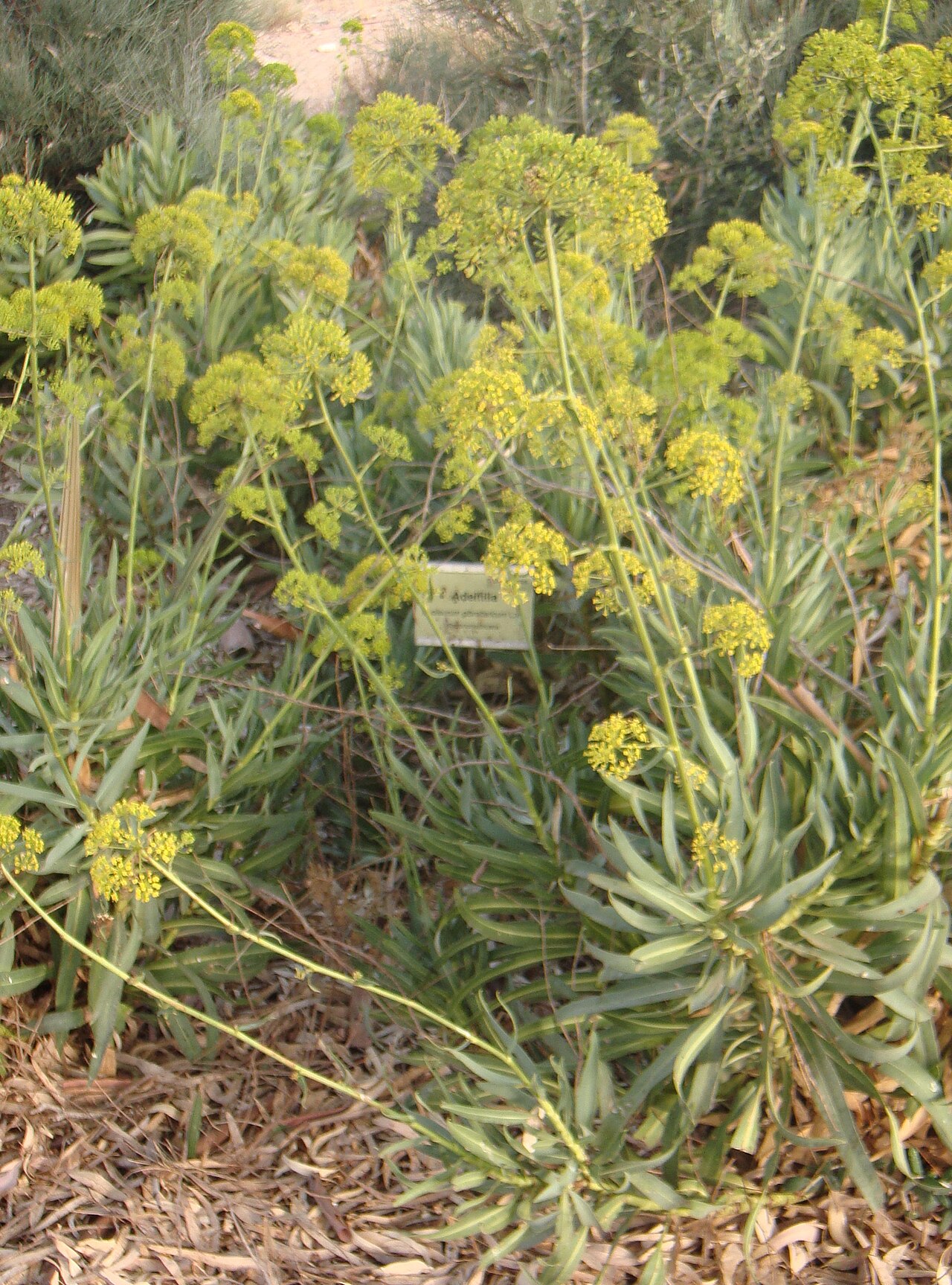 Bupleurum gibraltarium