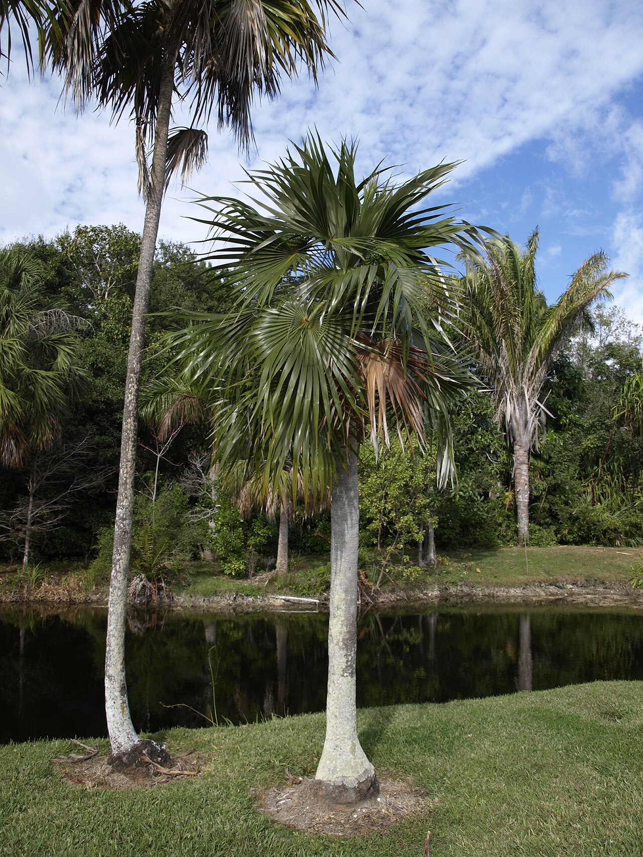 Coccothrinax readii