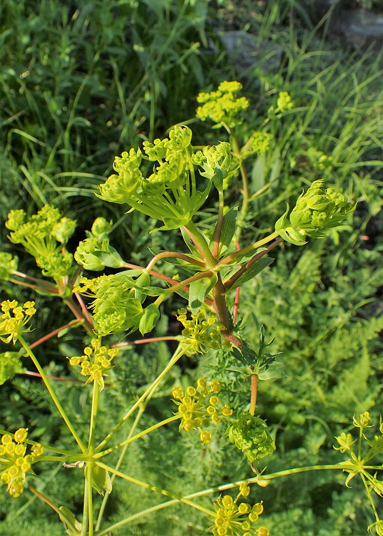 Ferulago sylvatica
