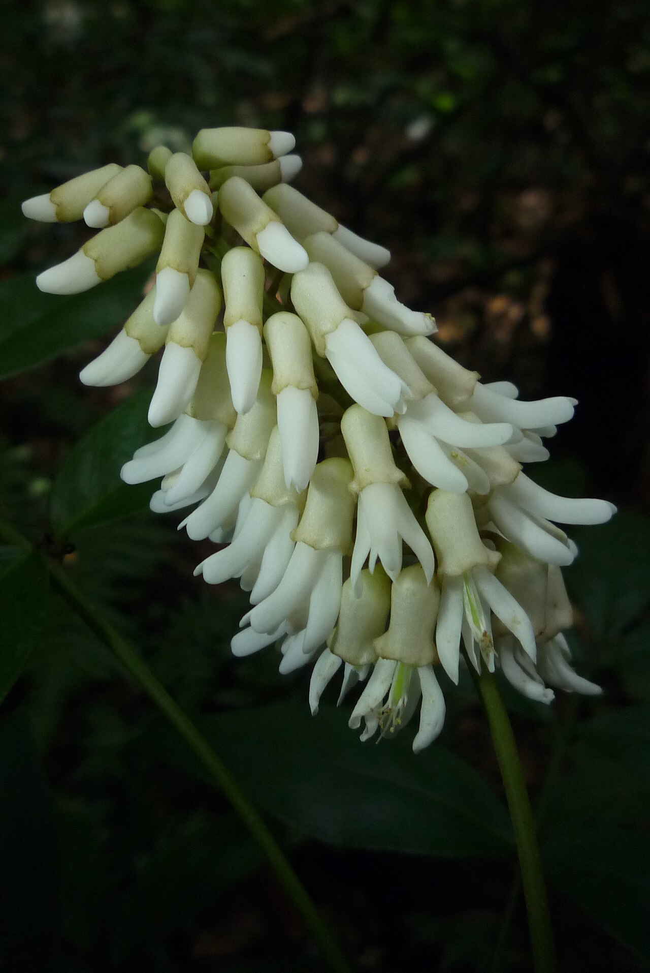 Euchresta formosana