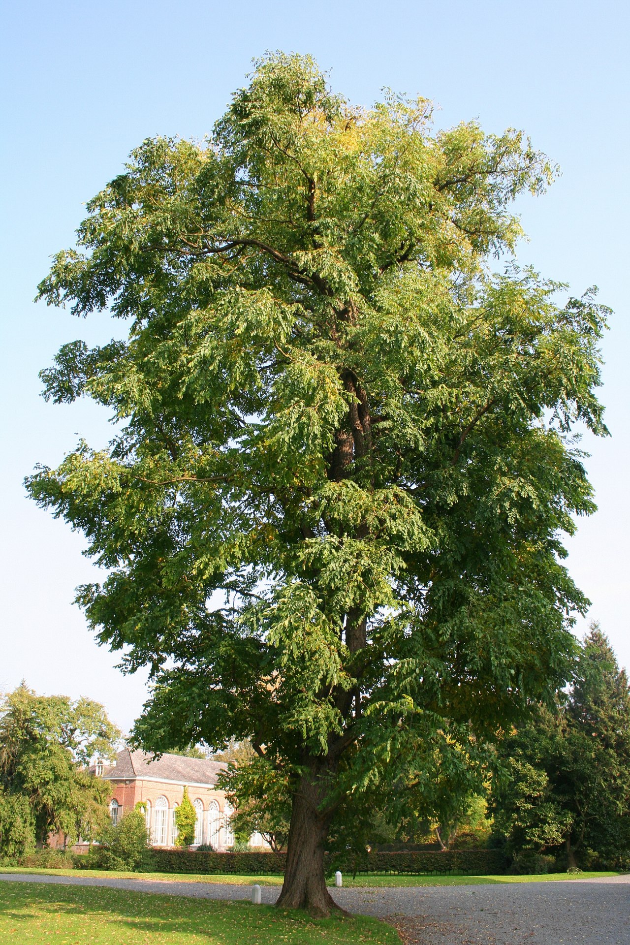 Gymnocladus dioicus