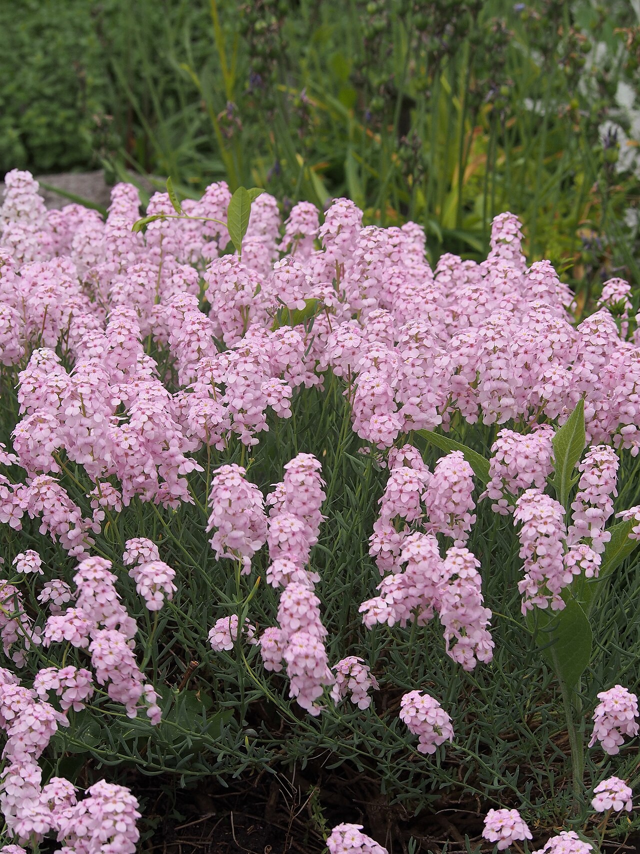 Aethionema grandiflorum
