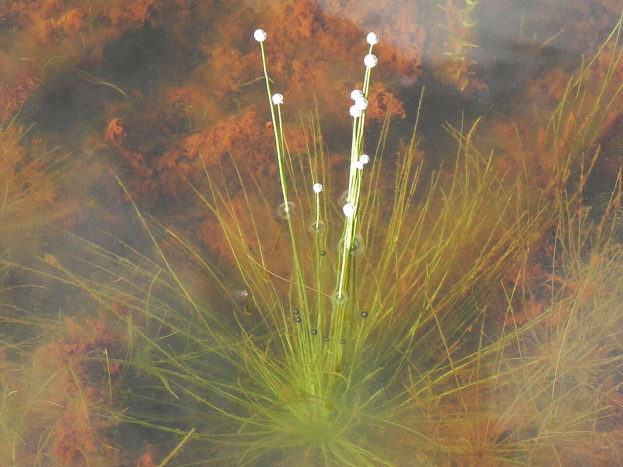 Eriocaulon gibbosum