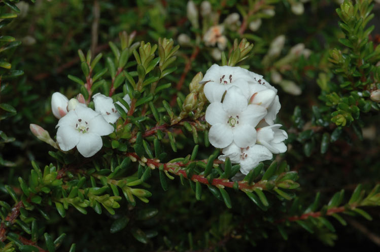 Epacris muelleri