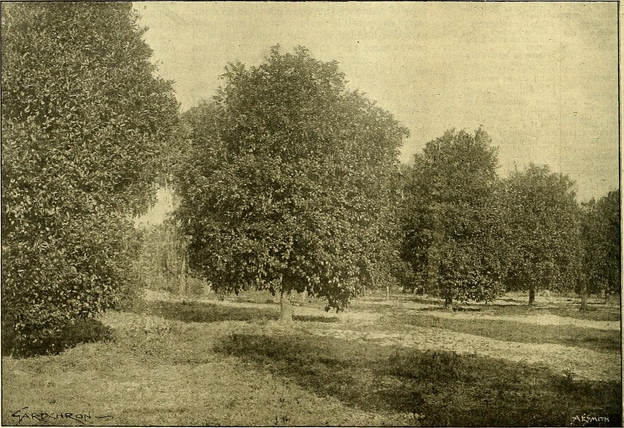 Ficus barteri