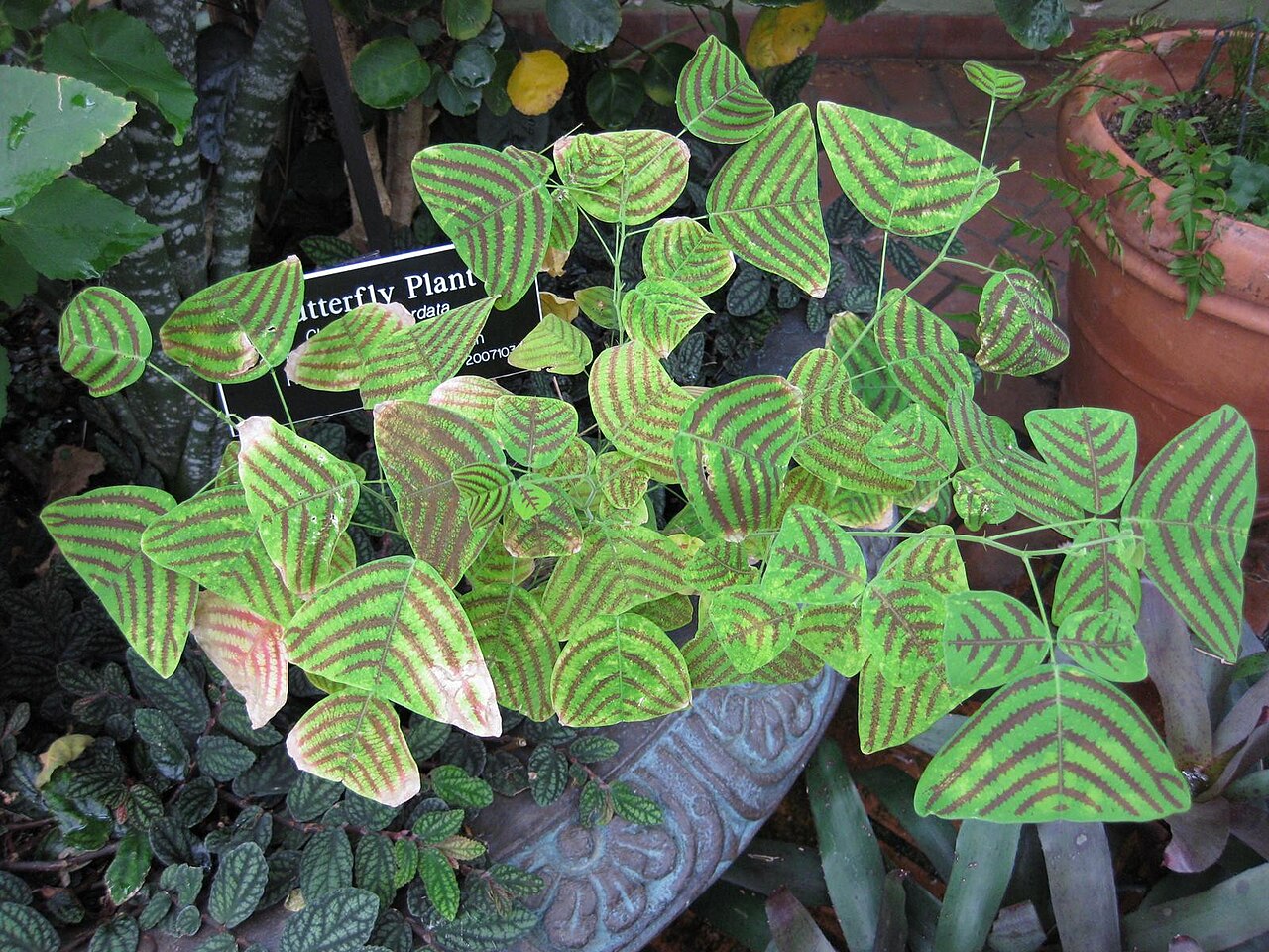 Christia obcordata