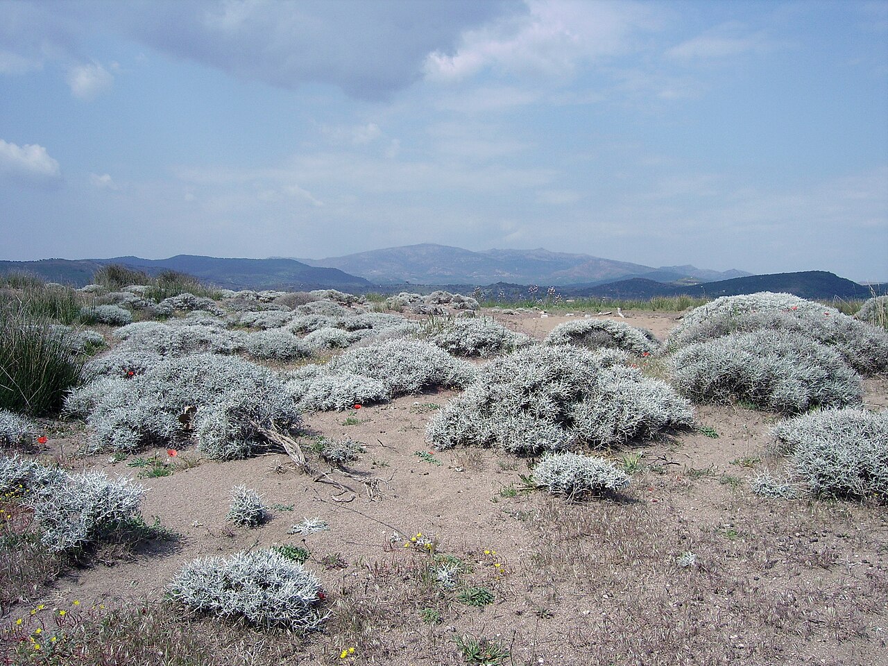 Centaurea spinosa