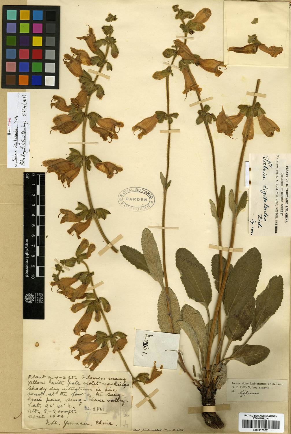Salvia digitaloides