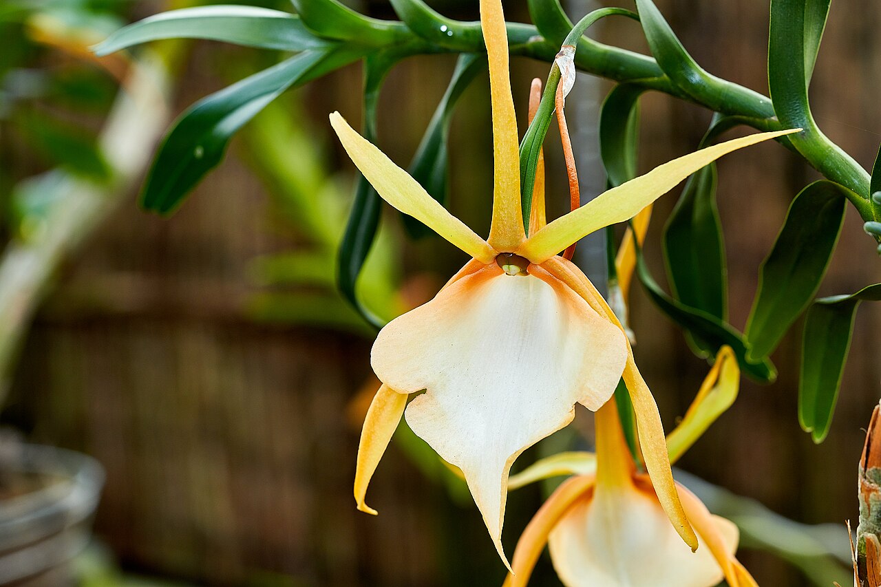 Angraecum viguieri