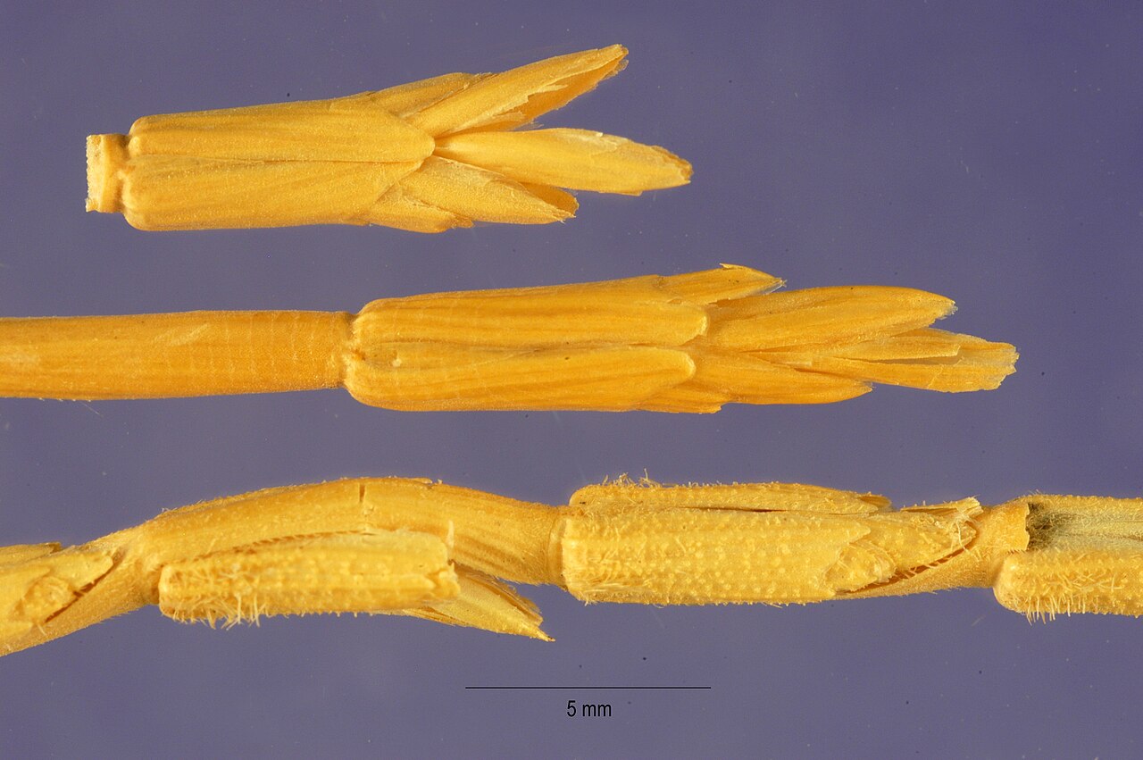 Aegilops longissima