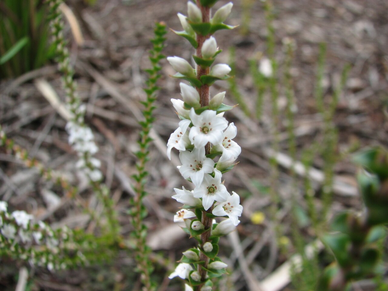 Epacris gunnii