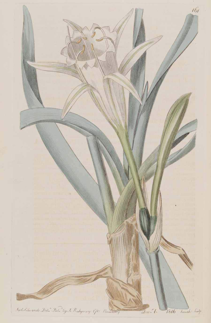 Pancratium maritimum