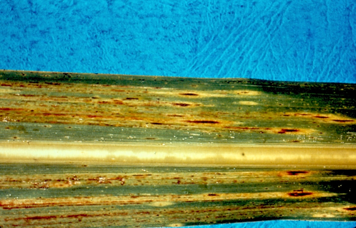 Bipolaris sacchari