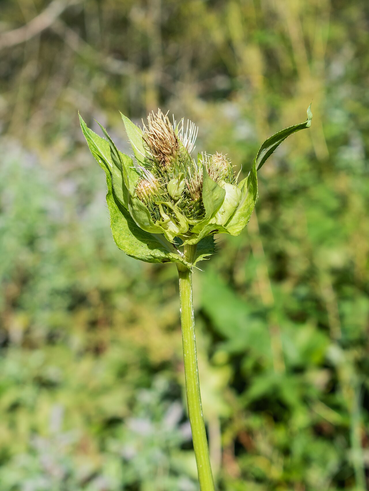 Cirsium oleraceum
