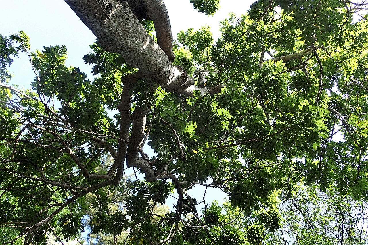 Castanospermum australe