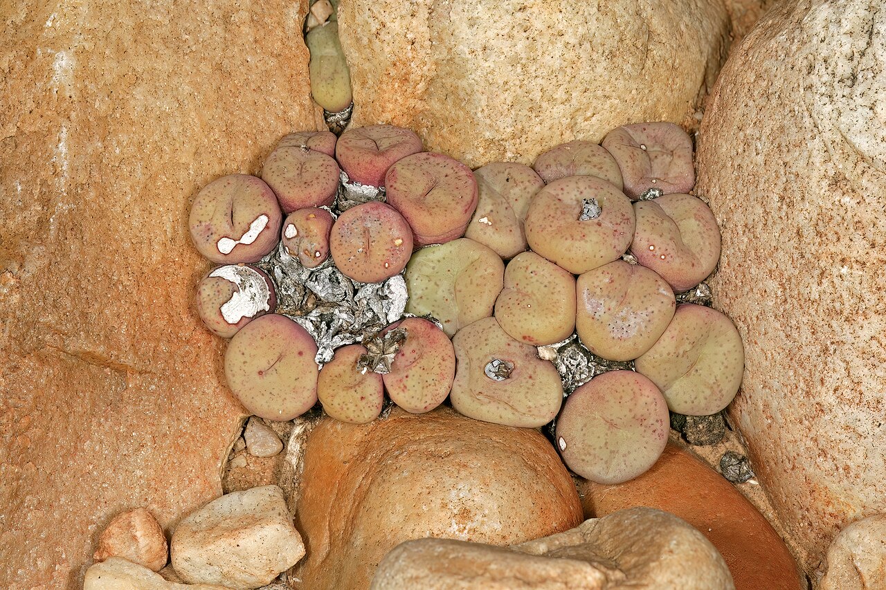 Conophytum truncatum