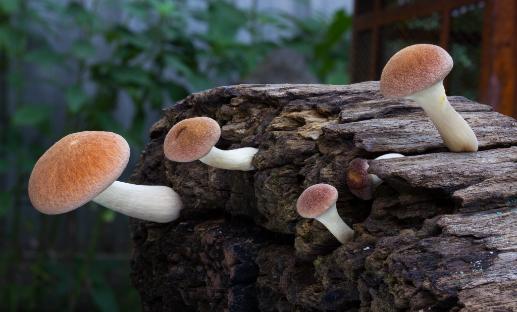 Gymnopilus purpuratus
