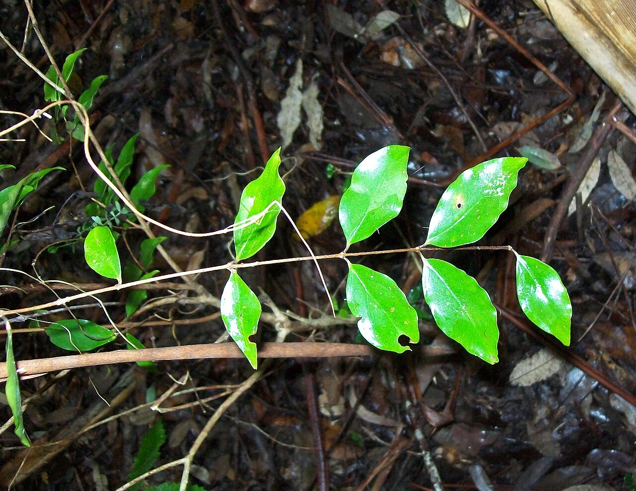 Eugenia verdoorniae