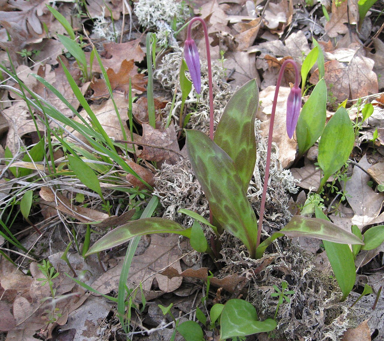 Astragalus accidens